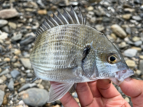 ミナミクロダイの釣果