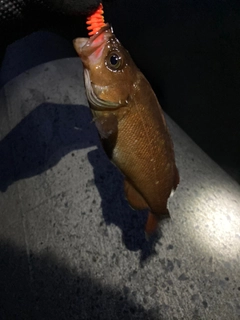 エゾメバルの釣果