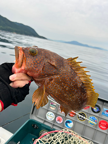 キジハタの釣果