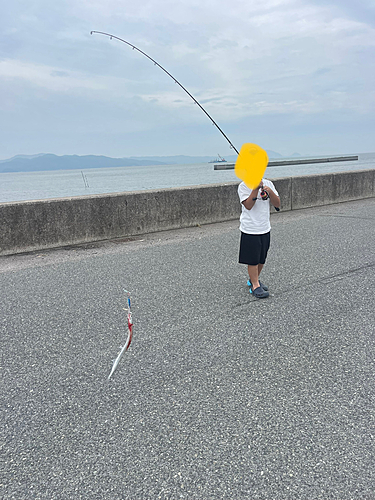 ダツの釣果