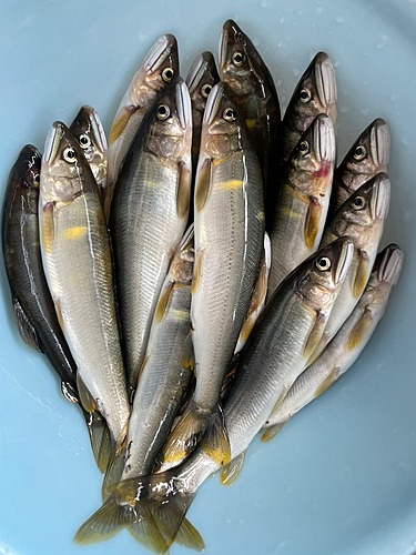 アユの釣果