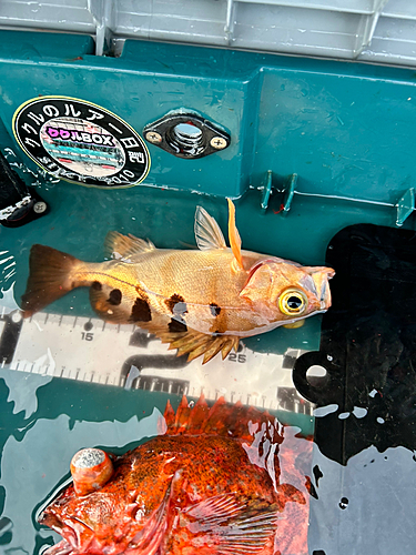 ウスメバルの釣果