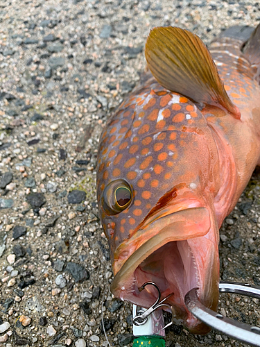 キジハタの釣果