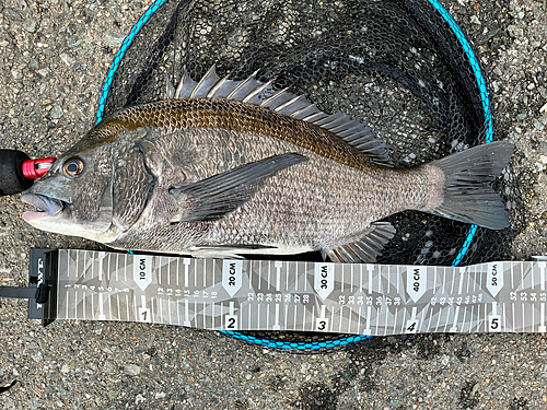 チヌの釣果