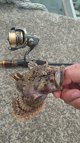 ケムシカジカの釣果