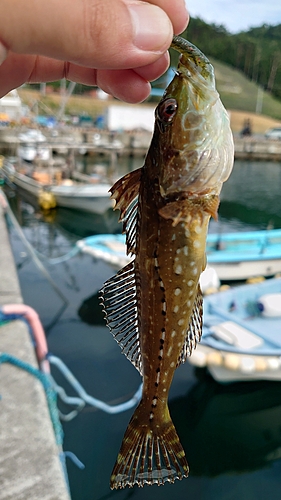 アナハゼの釣果