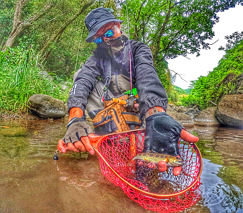 アマゴの釣果