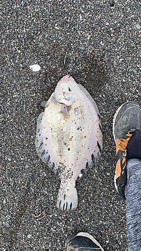 マツカワの釣果