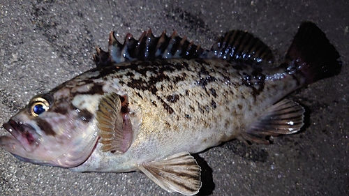 ムラソイの釣果