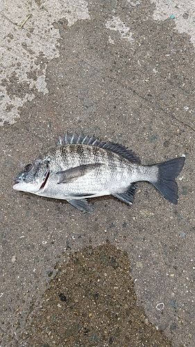 チヌの釣果