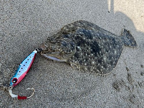 ソゲの釣果