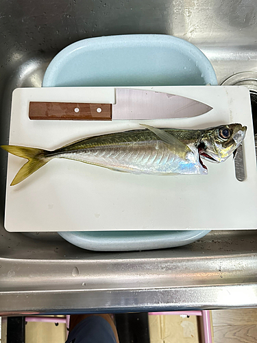 釣果