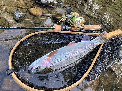 ニジマスの釣果