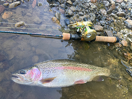 ニジマスの釣果