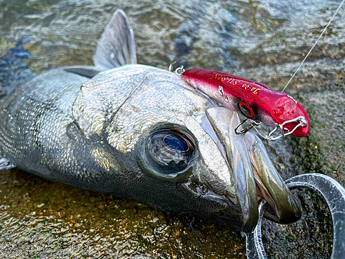 ヒラスズキの釣果