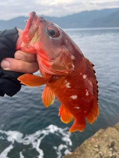 アカハタの釣果