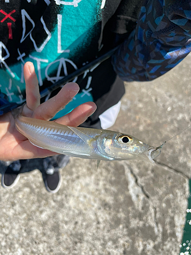 キスの釣果