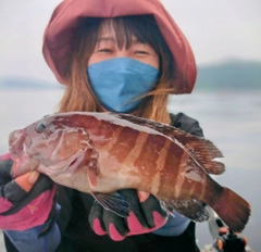 マハタの釣果