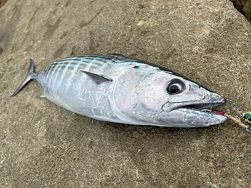 ハガツオの釣果