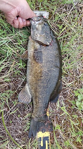 スモールマウスバスの釣果