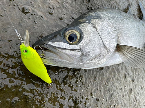 ヒラスズキの釣果