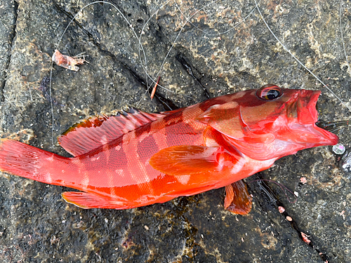 アカハタの釣果