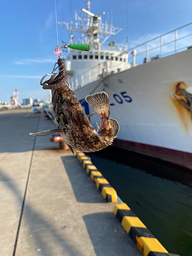 クロソイの釣果