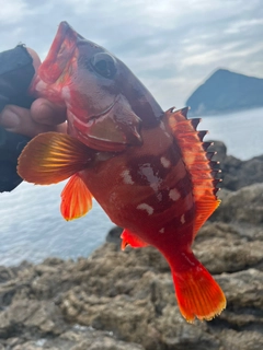 アカハタの釣果