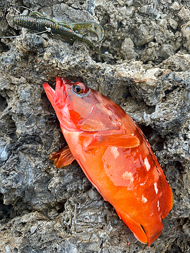 アカハタの釣果