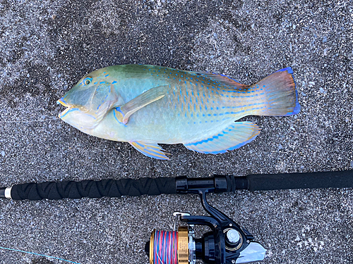 シロクラベラの釣果