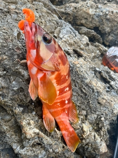 アカハタの釣果