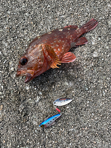 カサゴの釣果