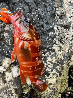 アカハタの釣果