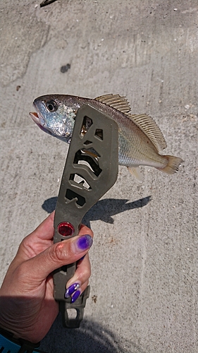 イシモチの釣果