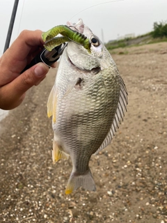 キビレの釣果