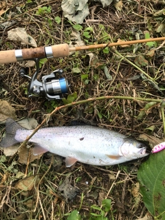 ニジマスの釣果