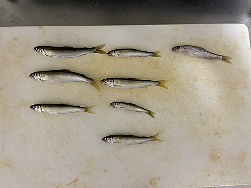 コアユの釣果