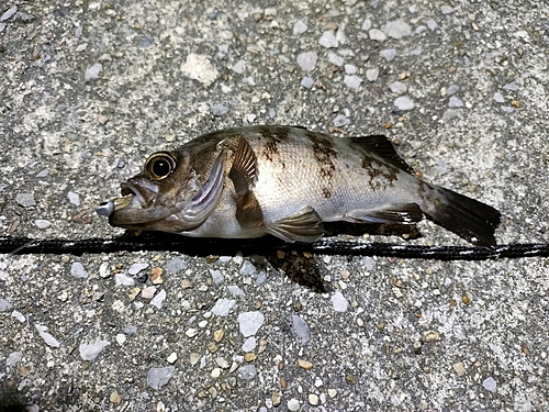 メバルの釣果