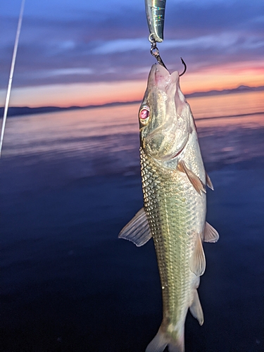 ニゴイの釣果