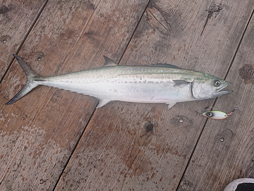 サゴシの釣果