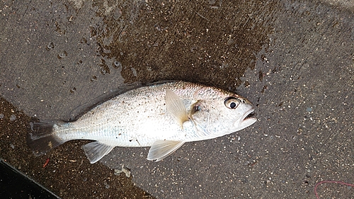 イシモチの釣果