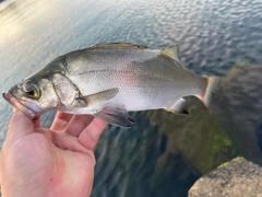 ヒラスズキの釣果