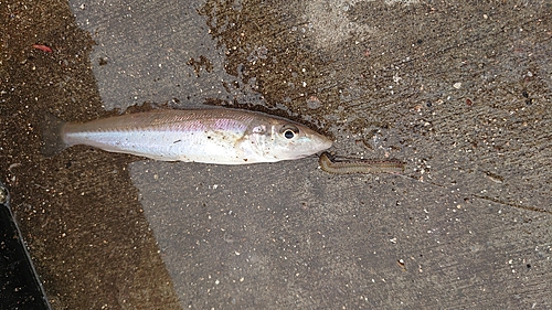 シロギスの釣果