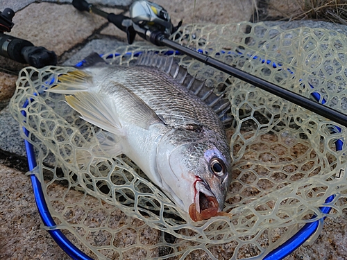 キビレの釣果