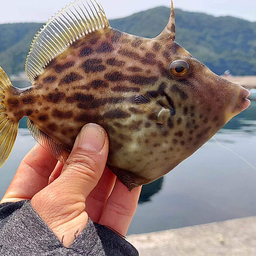 カワハギの釣果