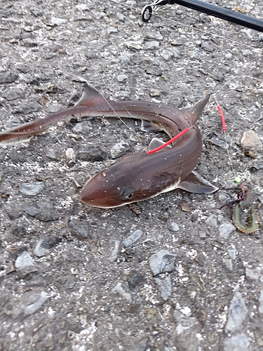 ドチザメの釣果