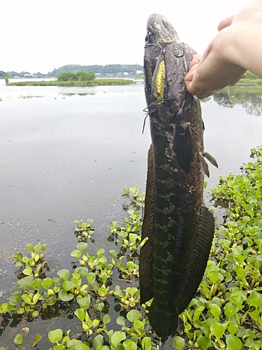 ライギョの釣果