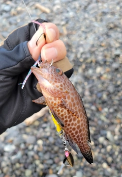 オオモンハタの釣果