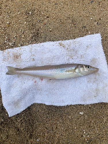 キスの釣果