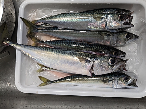 サバの釣果